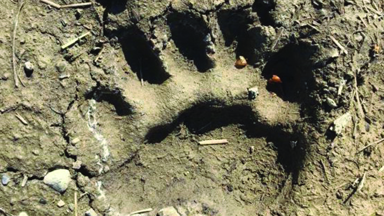 cgl bear tracks 1280x720.jpg