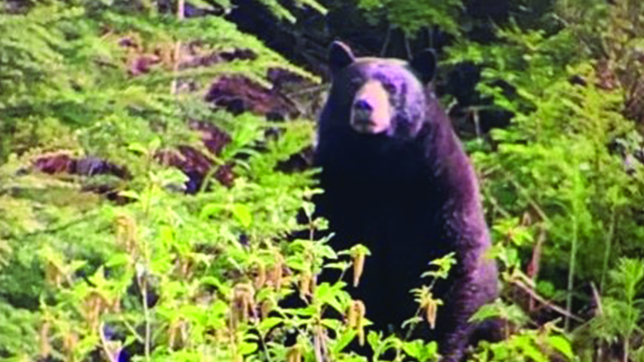 CGL black bear 1280x720.jpg