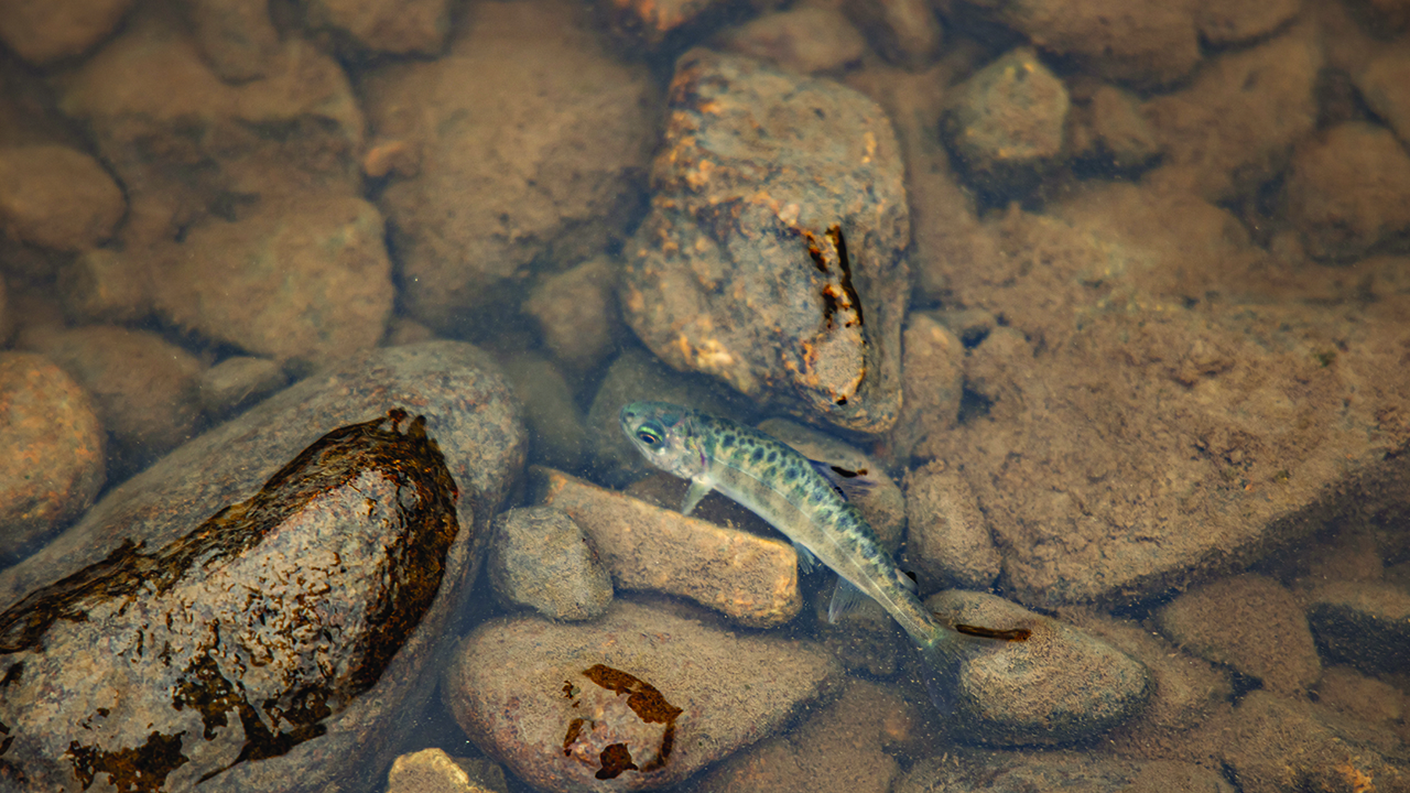 cgl salmon fry 1280x720.jpg