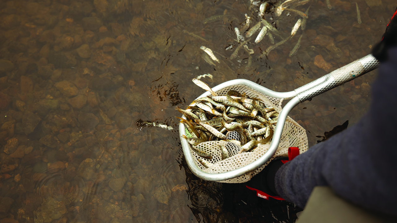 cgl salmon fry 2 1280x720.jpg