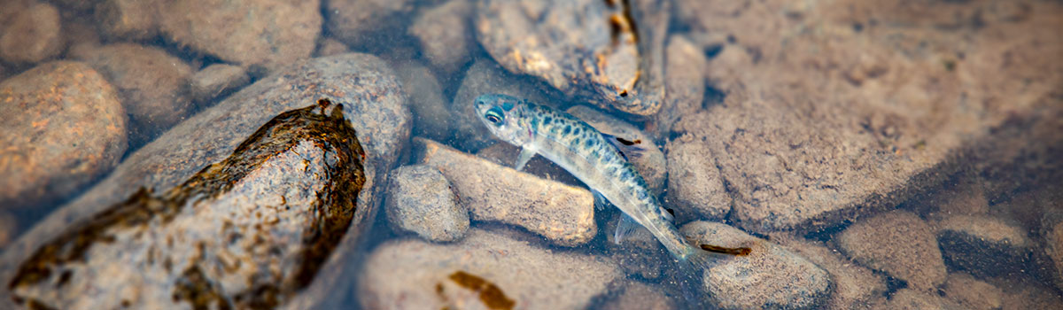 A young salmon swims downstream after being released