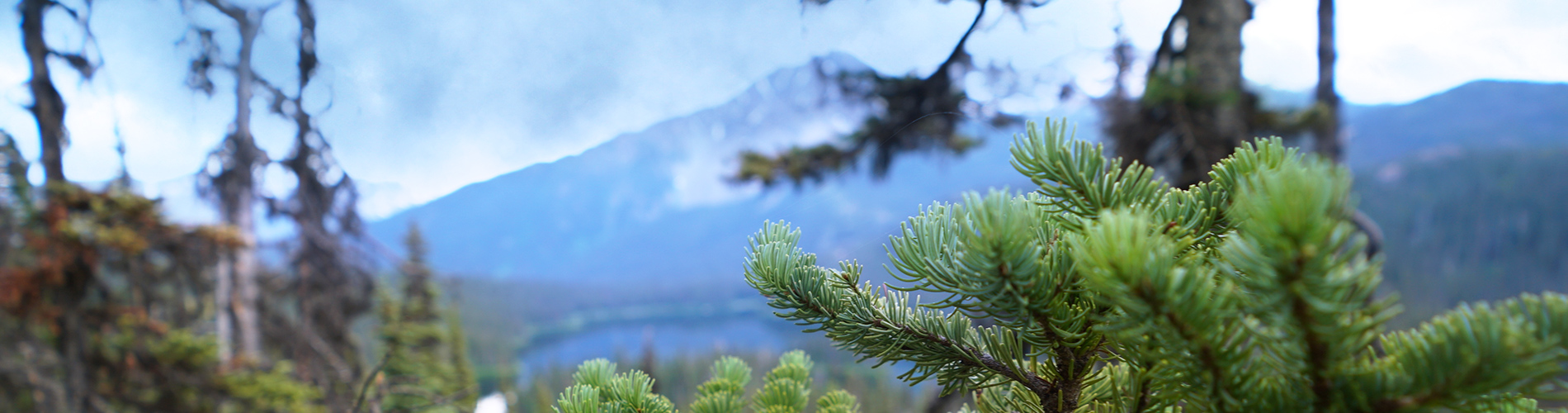 Nature landscape